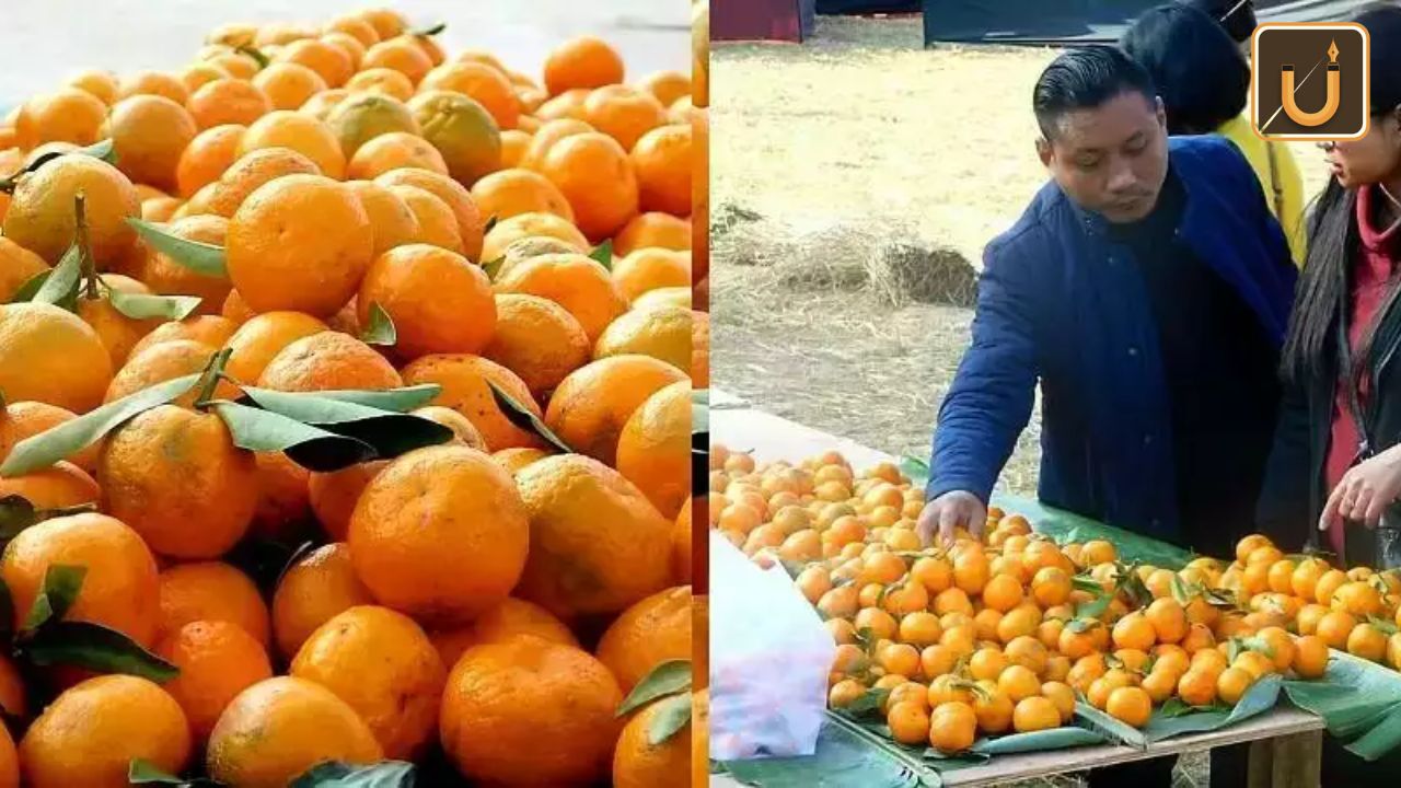 Usthadian Academy / 4th Rusoma Orange Festival 2024 In Nagaland | 30 jan 2024 Usthadian Academy / 4th Rusoma Orange Festival 2024 In Nagaland